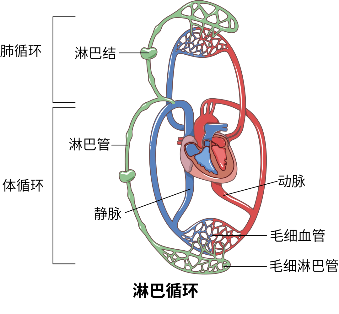 淋巴的全身分布95淋巴循环系统主要是回收蛋白质