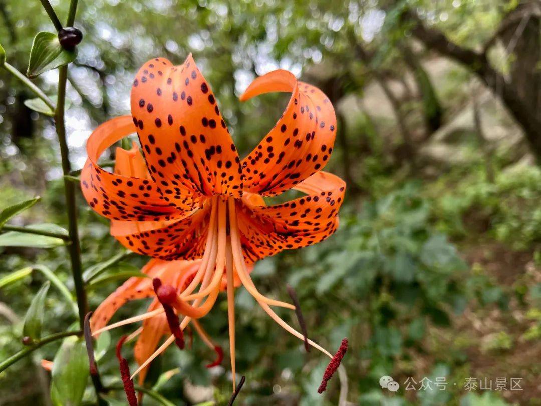 泰山植物——卷丹