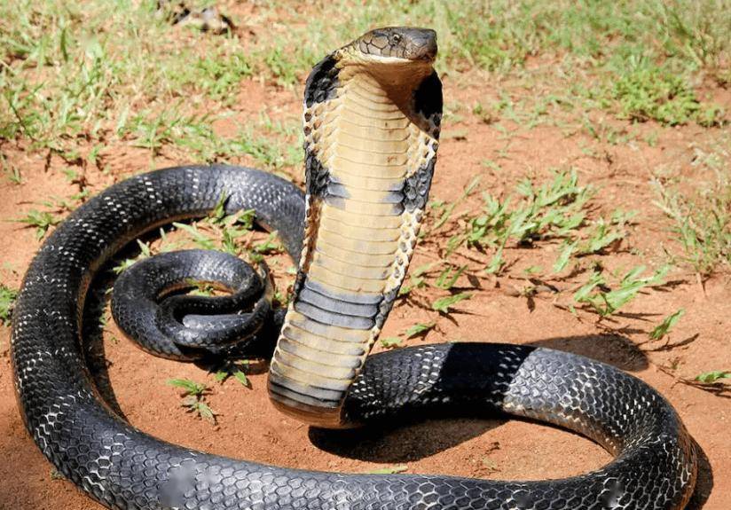 云南眼镜王蛇在学校附近产50枚蛋,被捉时护着蛇蛋不肯走!