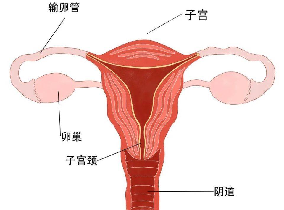 子宫角图片位置示意图图片