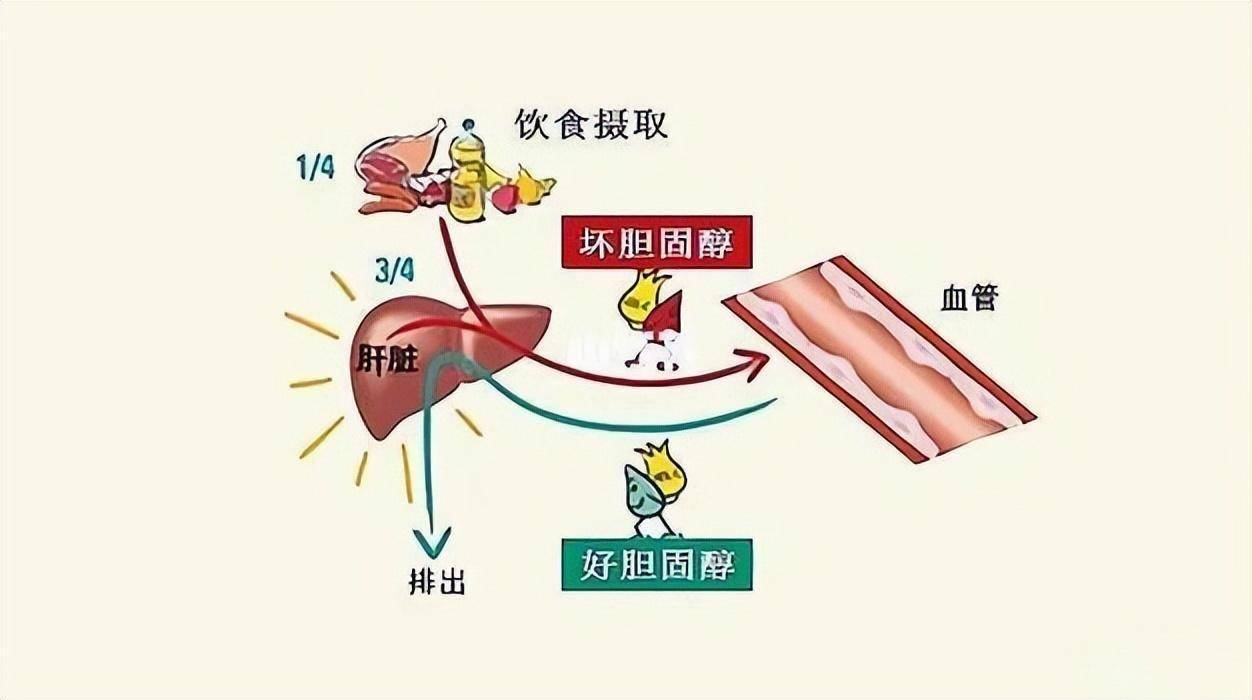 总胆固醇低 来自搜狐网