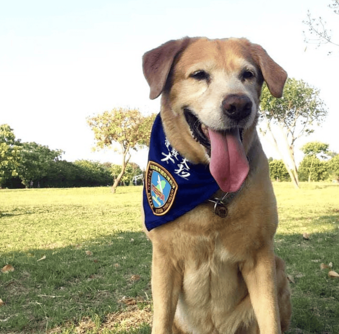 拉布拉多是世界上最有用的犬种?