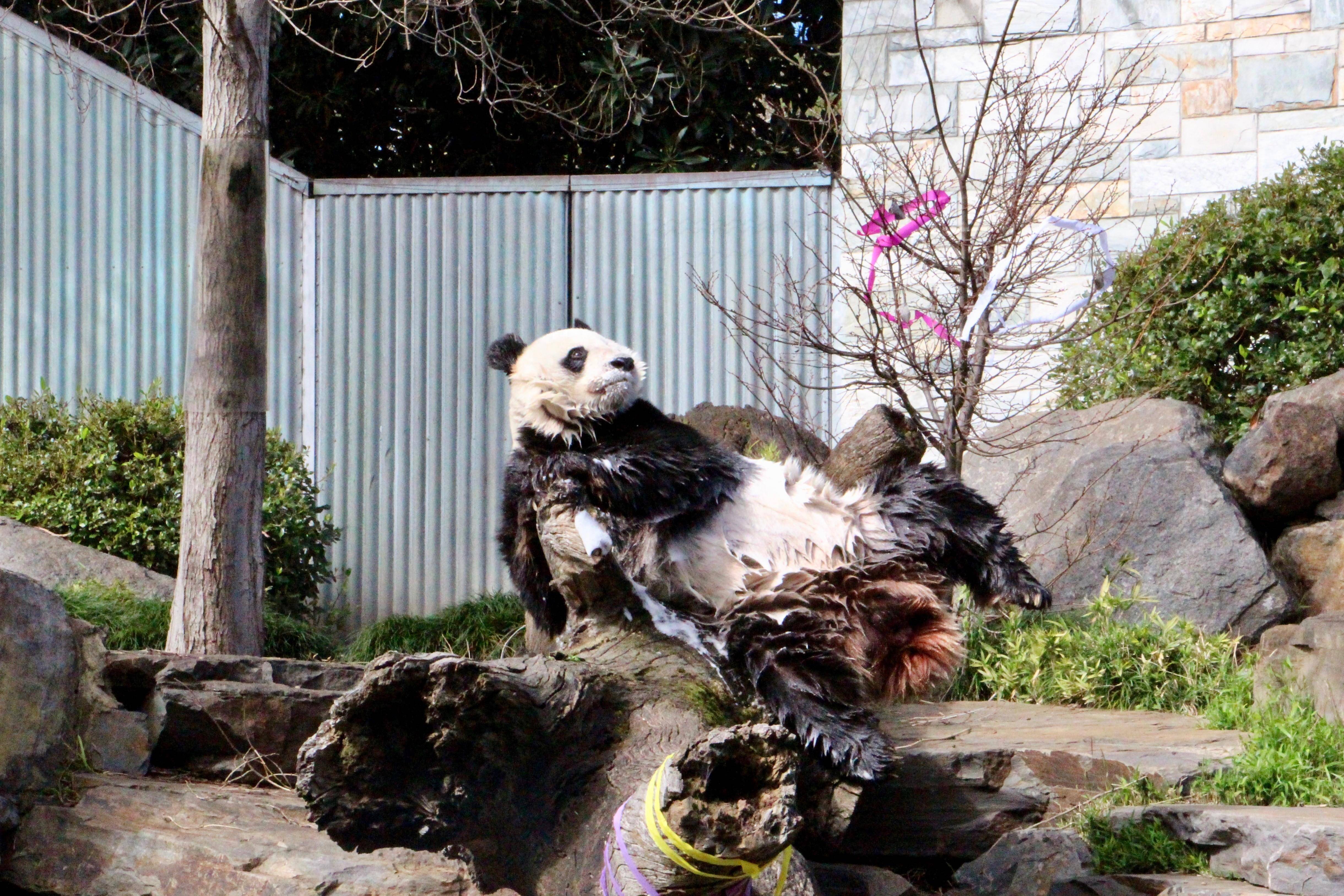 澳大利亚阿德莱德动物园举行大熊猫生日庆祝活动