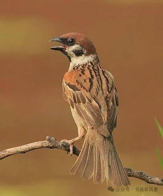 这组麻雀写生素材,精彩极了!