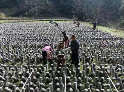 「深度」乡村产业振兴“领头雁”