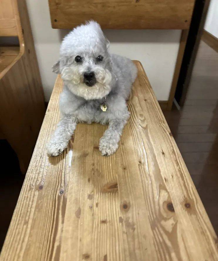 空调坏了,狗子用生无可恋的表情提醒主人:汪快要热死啦!