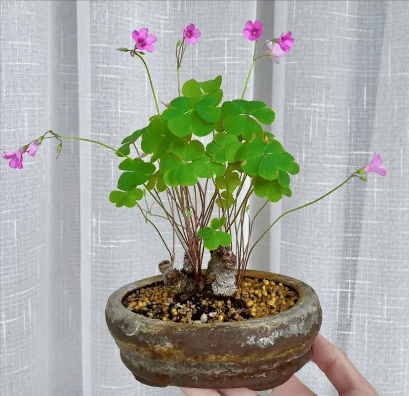 拔棵野草当盆景养,小巧精致别样美,网友:我怎么没想到?