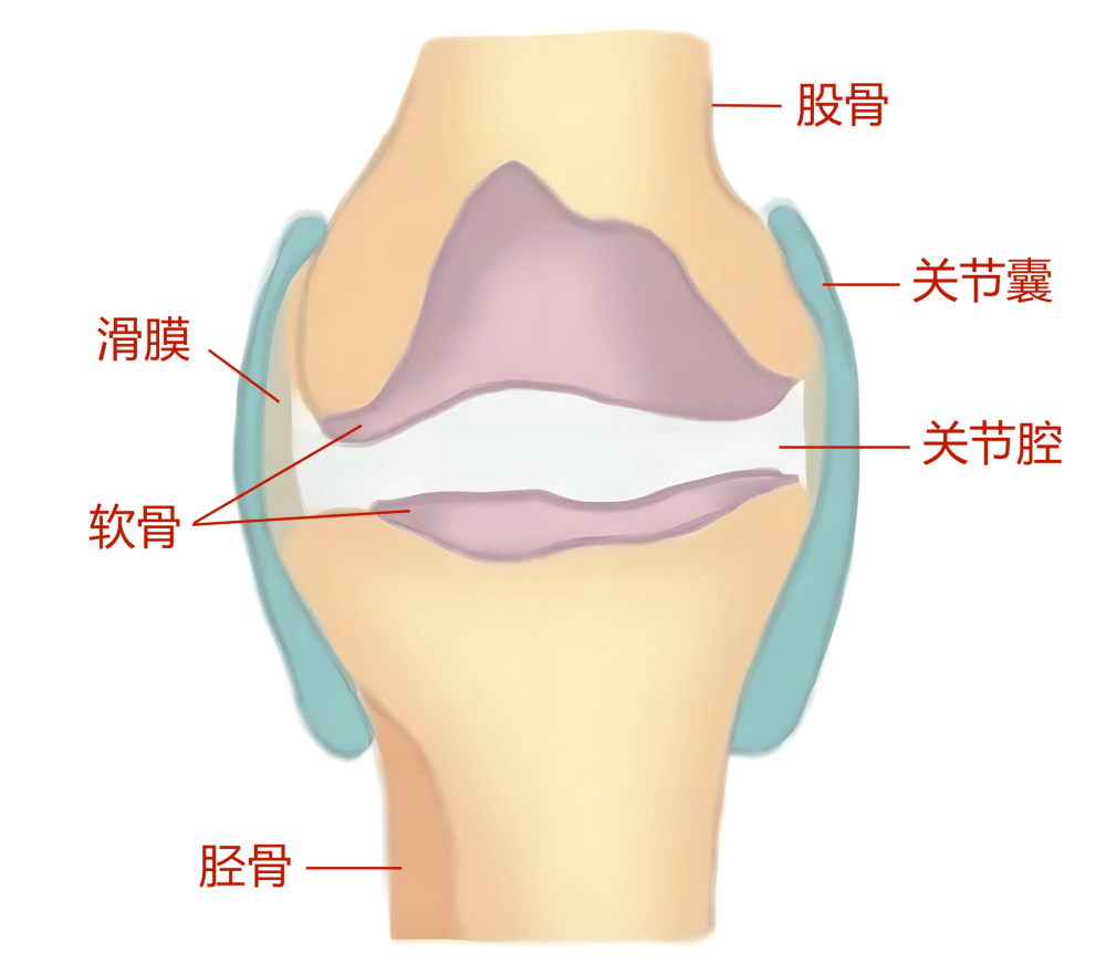 膝关节腔位置解剖图图片