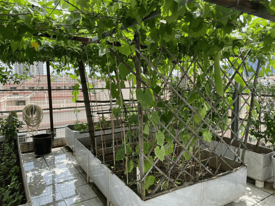 设计和细心劳作,整个庭院田园气息十足,花草争奇斗艳,宛若一个小花园