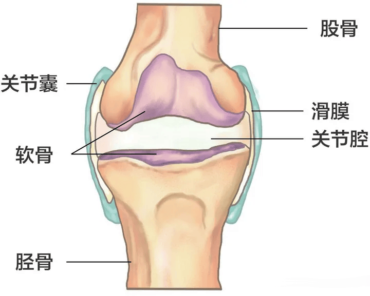 骨关节是由胫骨