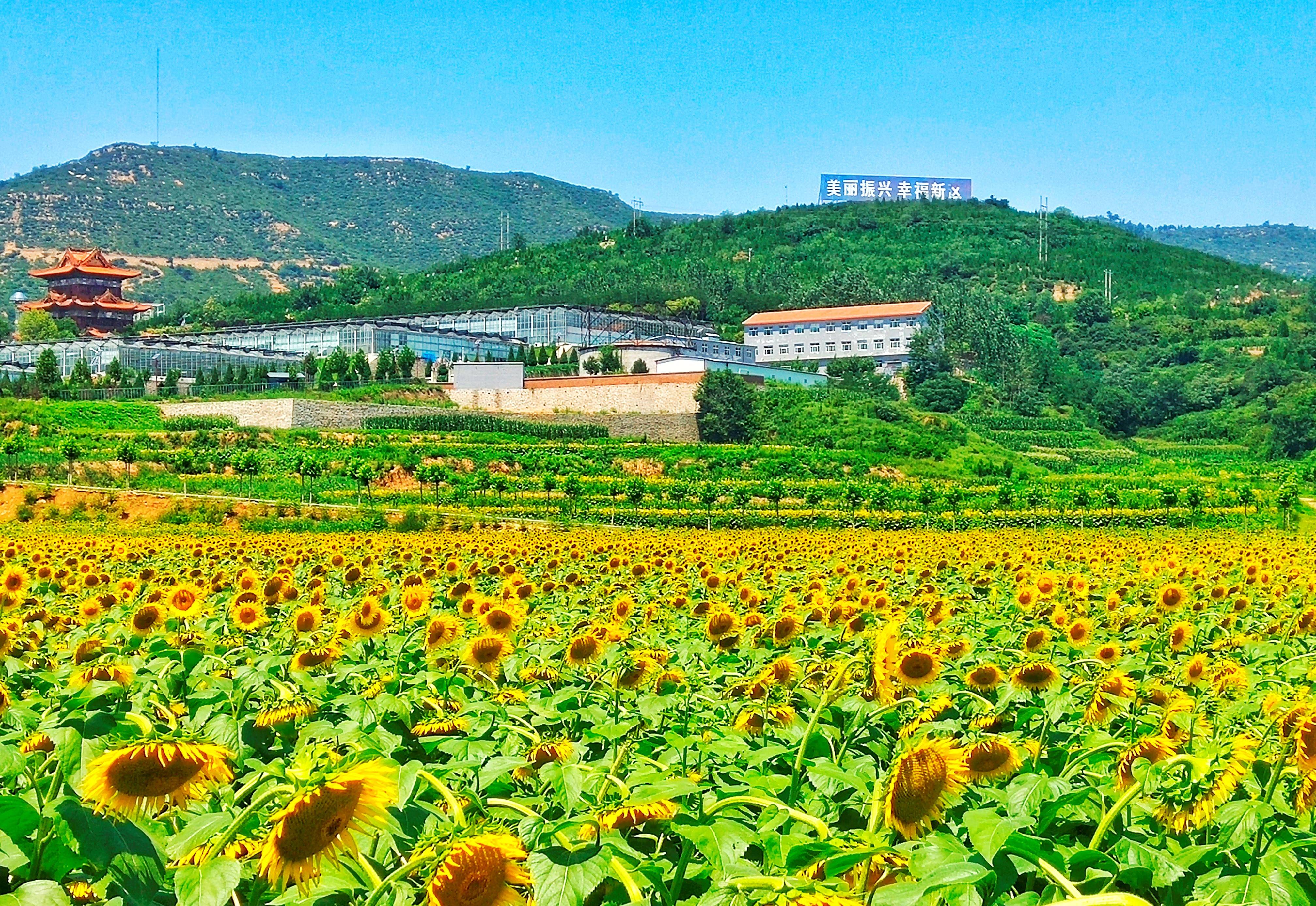 乡村振兴在行动丨太行山间,探寻小山村的振兴之道
