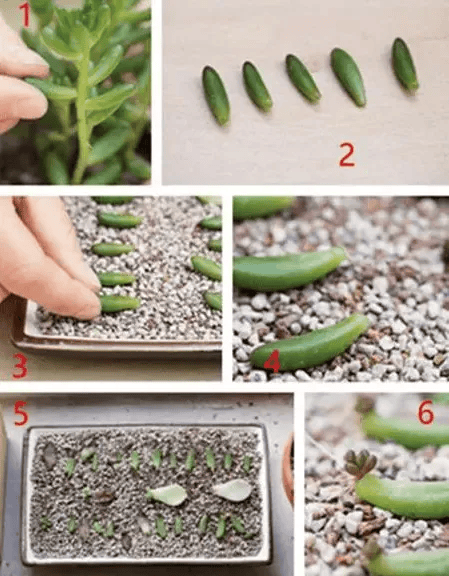 多肉植物"杀手"们,养不好多肉,很可能是这7个步骤没做好!