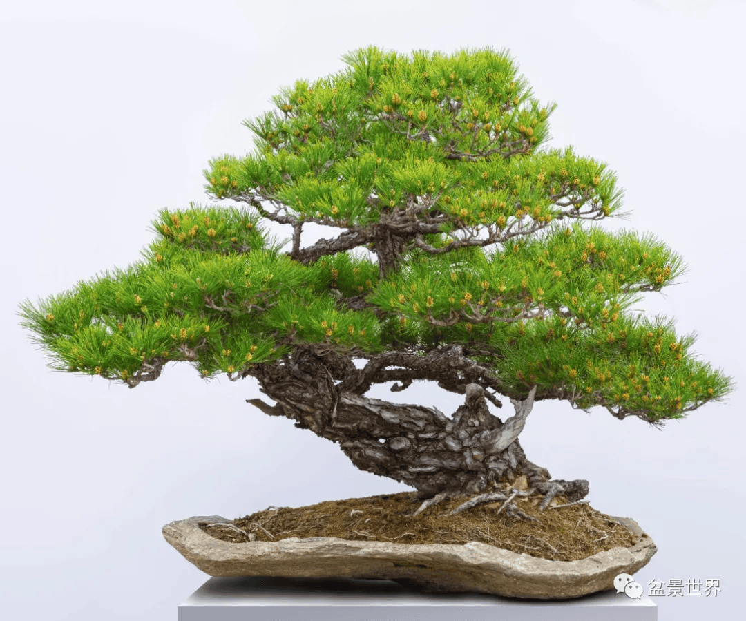 盆景_作品_真柏