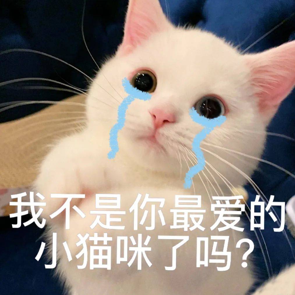 小猫咪很关心你表情包图片