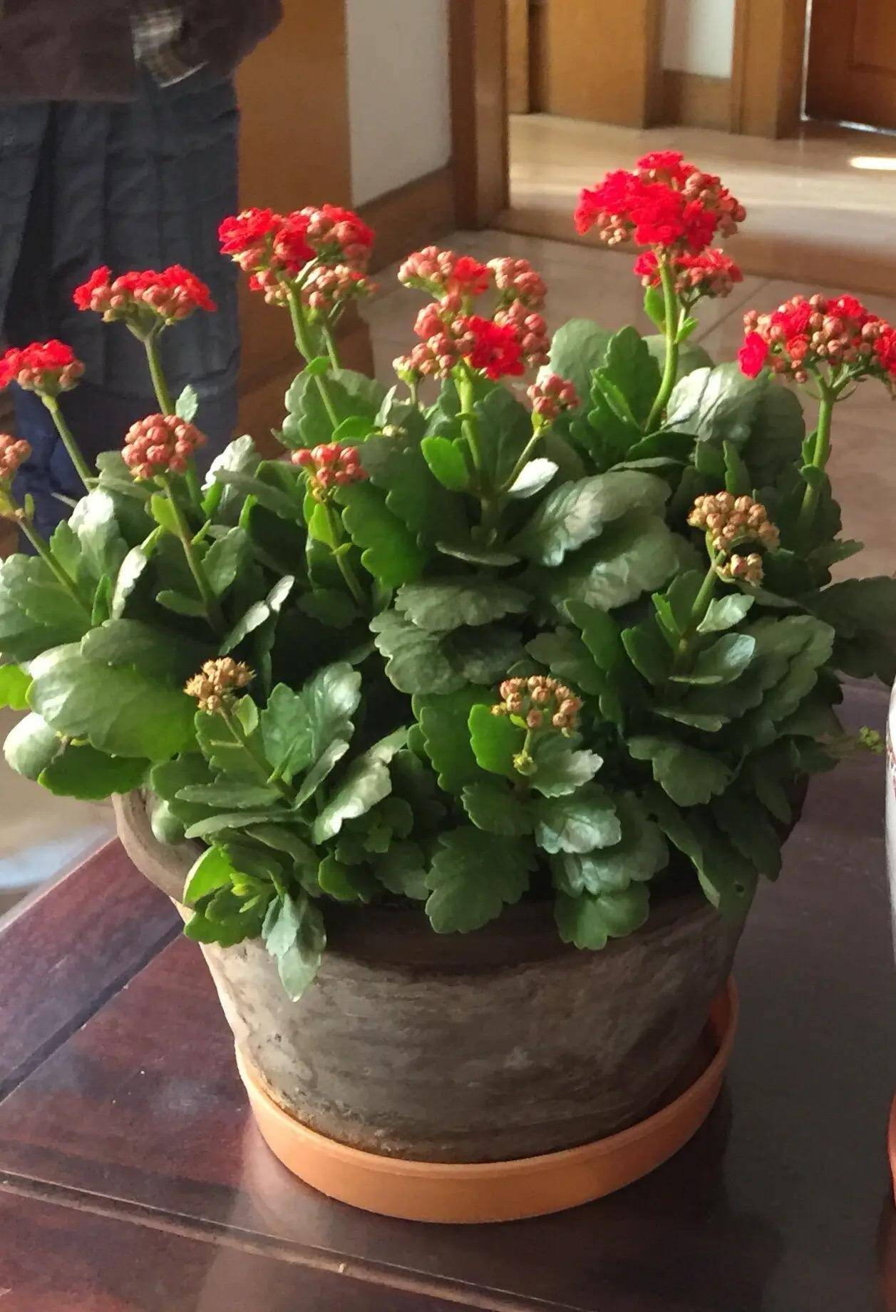 5种花"不怕冷",冬天不停开,五颜六色,漂亮清新,一盆上千朵