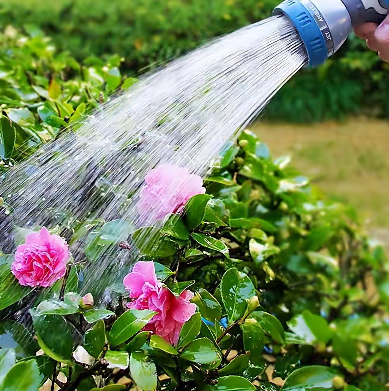 除了要注意让花草盆栽有足够的光照,还需要给它施肥,浇水,给花草盆栽