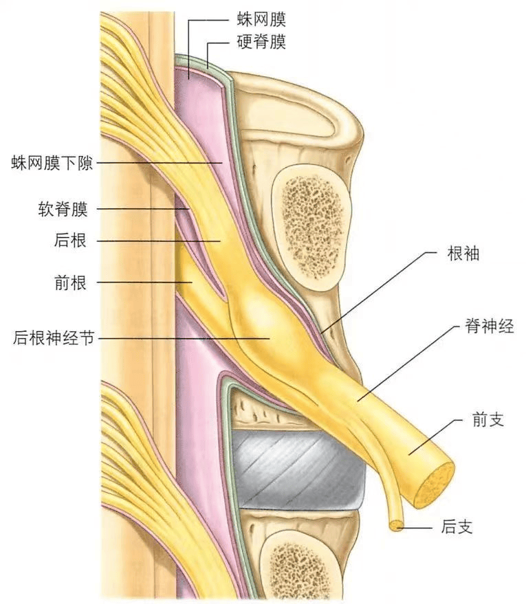 背根神经节在疼痛治疗中的解剖基础