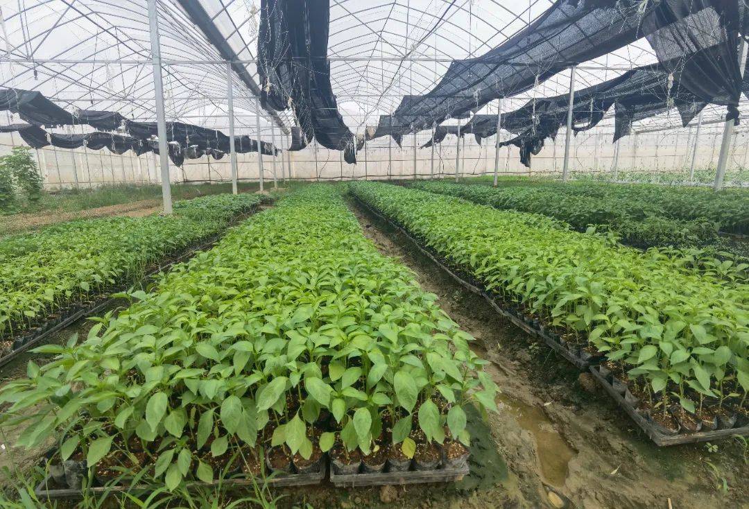 种什么蔬菜一亩4万元不用大棚呢图片(种什么蔬菜一亩4万元不用大棚呢图片大全)