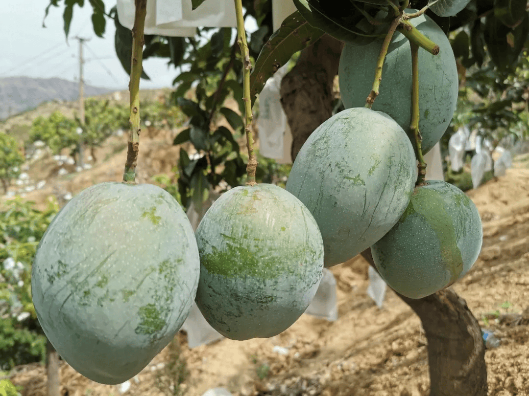 凯特大芒果5斤10.9!果农肩挑背扛出深山,请您助力!