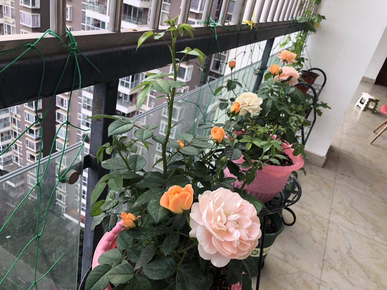 这"8种花"阳台院子都能种,丢土里就长,30天长爆盆,太好养了