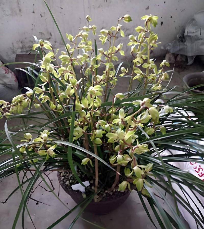 蕙兰分株实操:十多年老兰的分株技巧_兰花_进行_伤口
