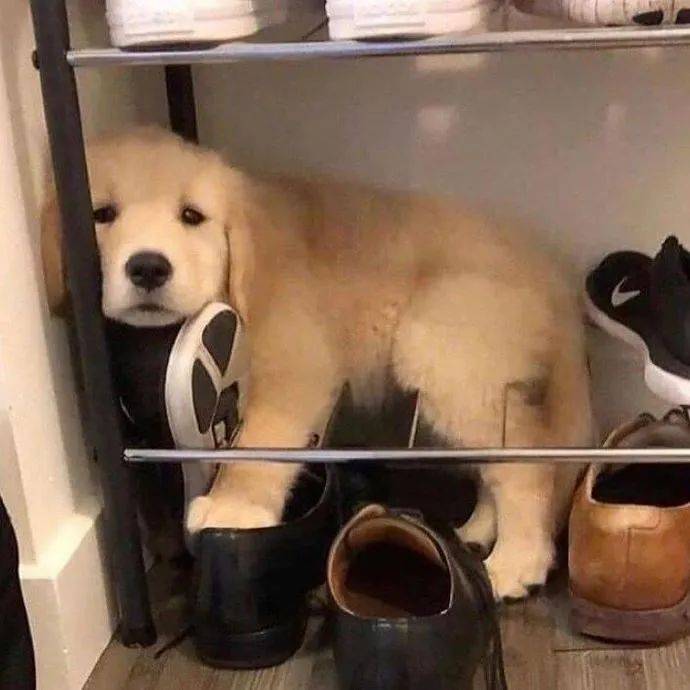 头像丨金毛 头像