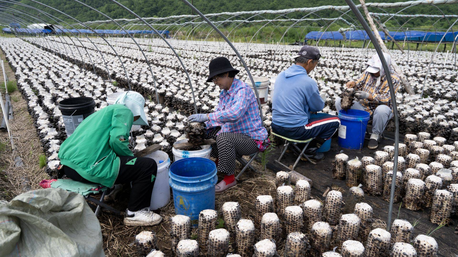 g333国道沿线绽放的"黑牡丹"