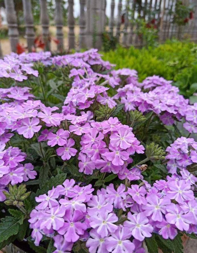 养好"美女樱",只要勤浇水勤修剪,不是在爆花就是在爆花的路上