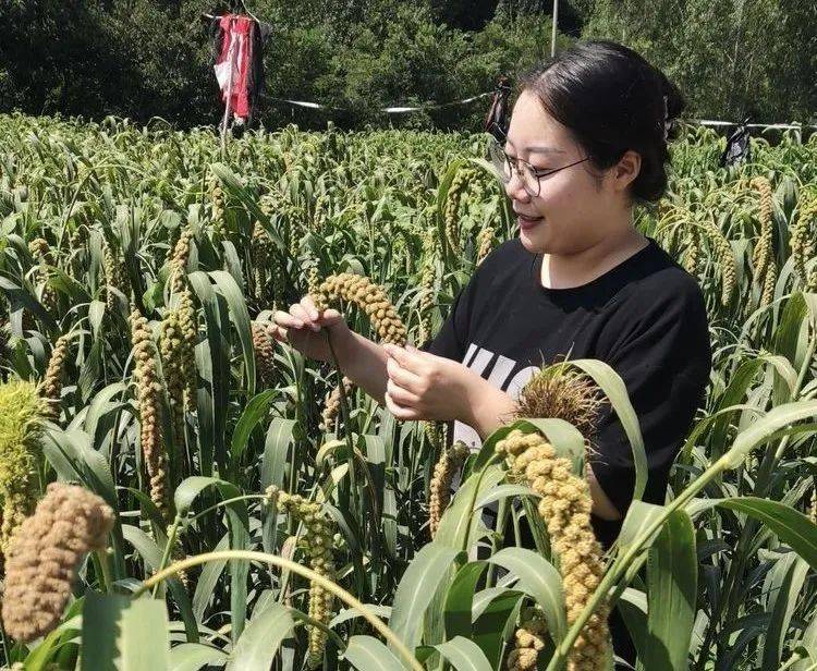 弯腰买菜风光图片