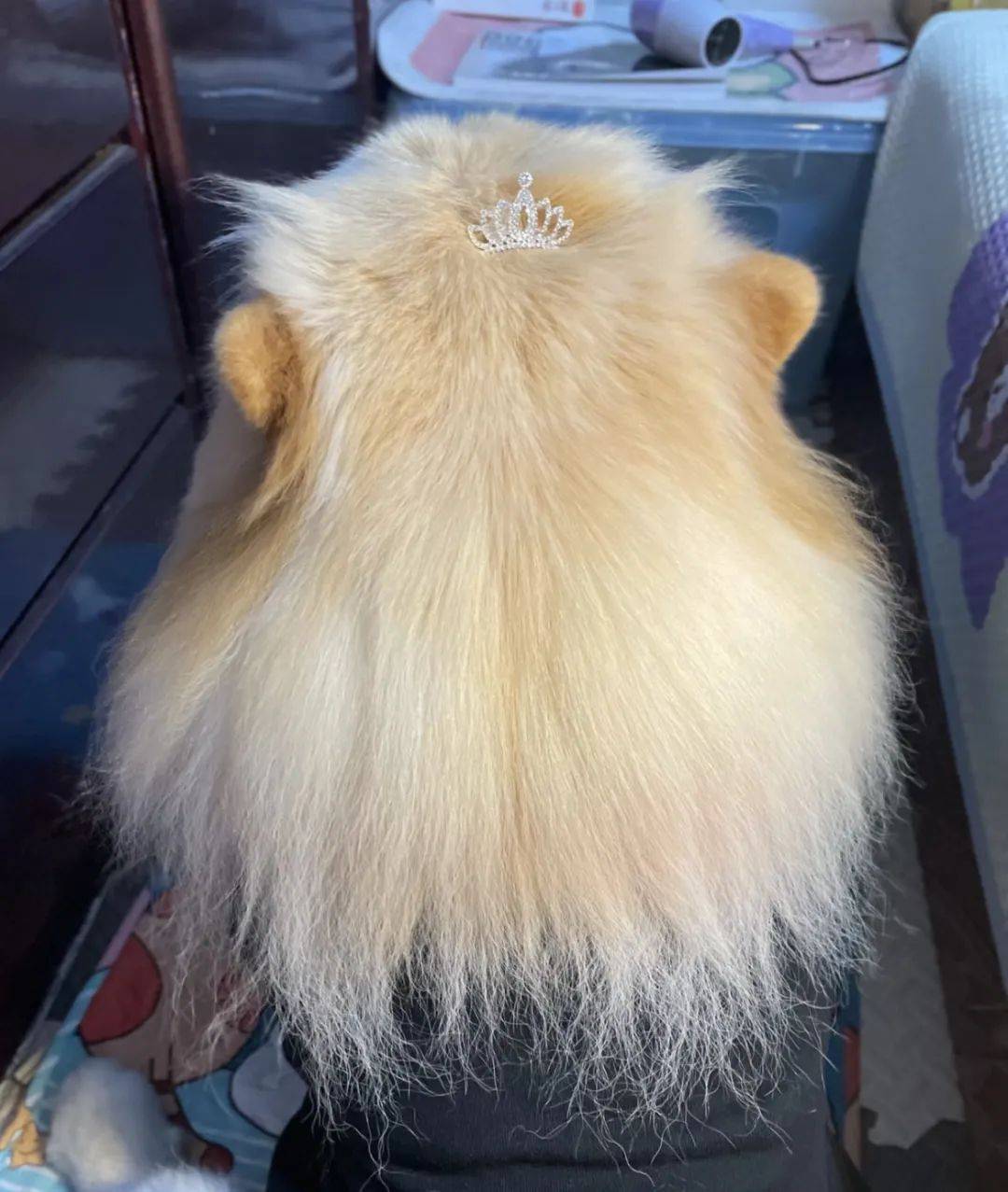 主人给狗狗扎了个双丸子头,全网被萌翻,然而一看正脸…没想到啊!