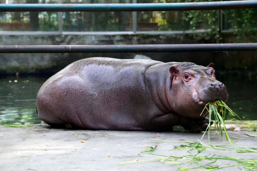 快来瞧!河马图图的幸福生日