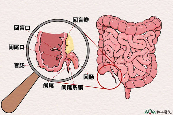 阑尾多余吗？松山医院：阑尾还有这些用处_肠道_盲肠_进化