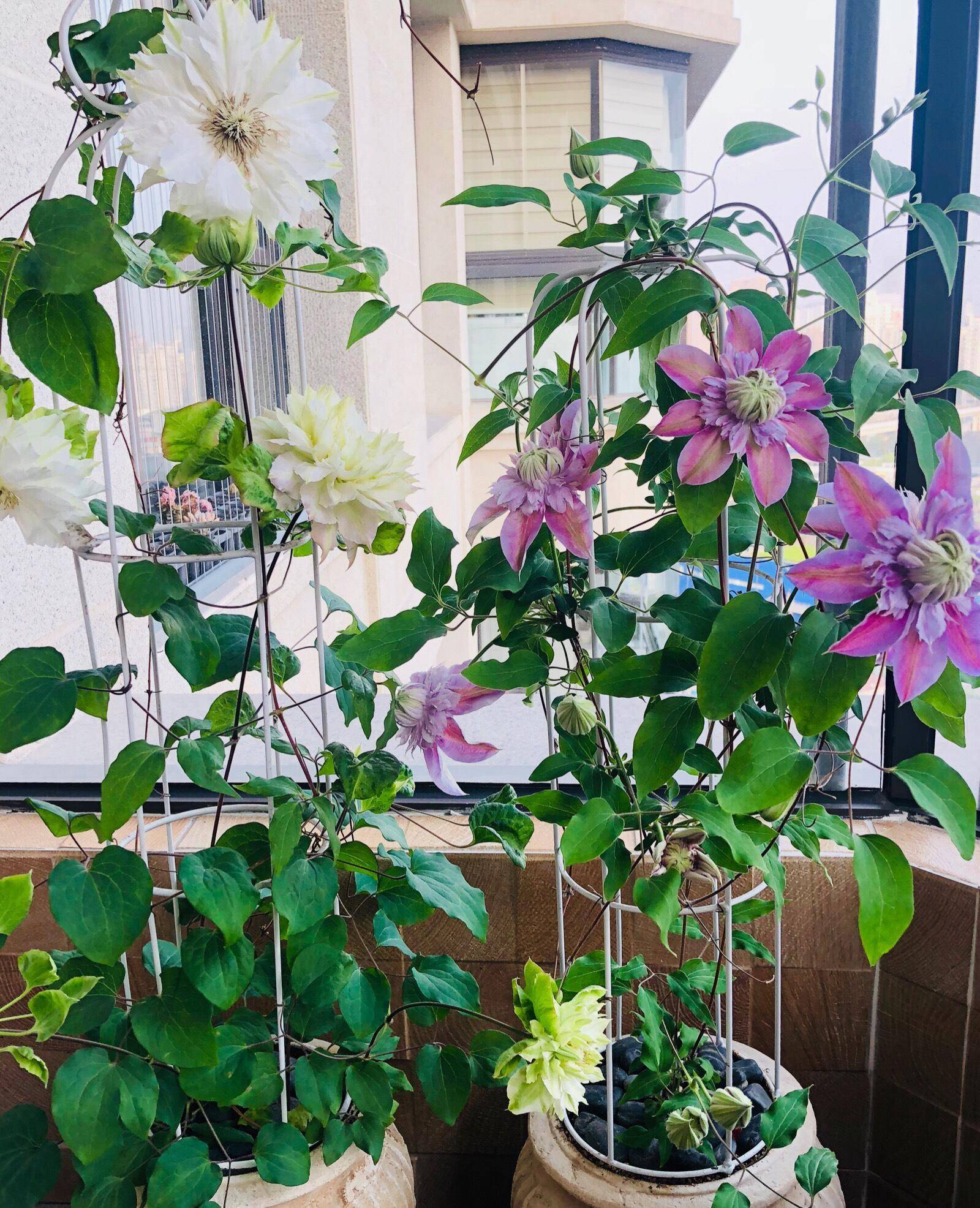 所以说阳台养花,有光照更好,就怕光照不足.