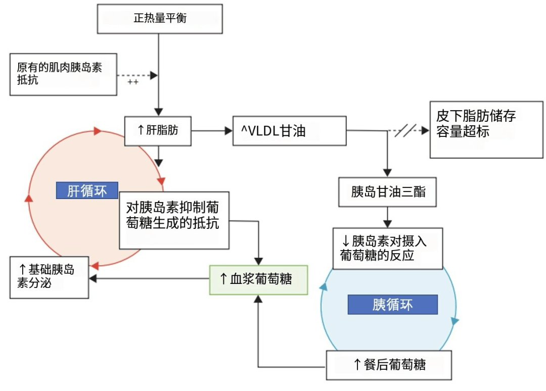 胰岛素的分泌过程图图片