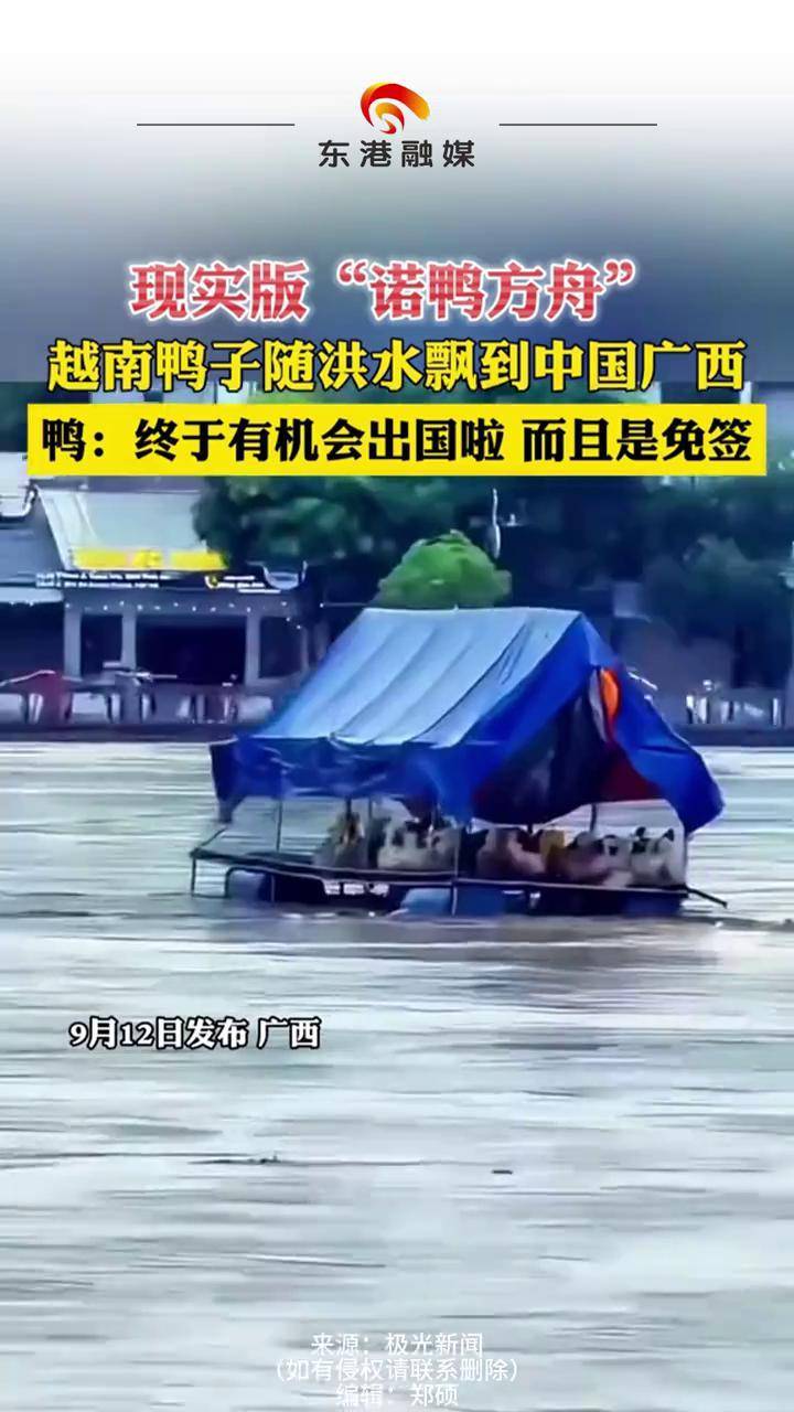 现实版"诺鸭方舟"越南鸭子随洪水飘到中国广西 鸭:终于有机会出国啦