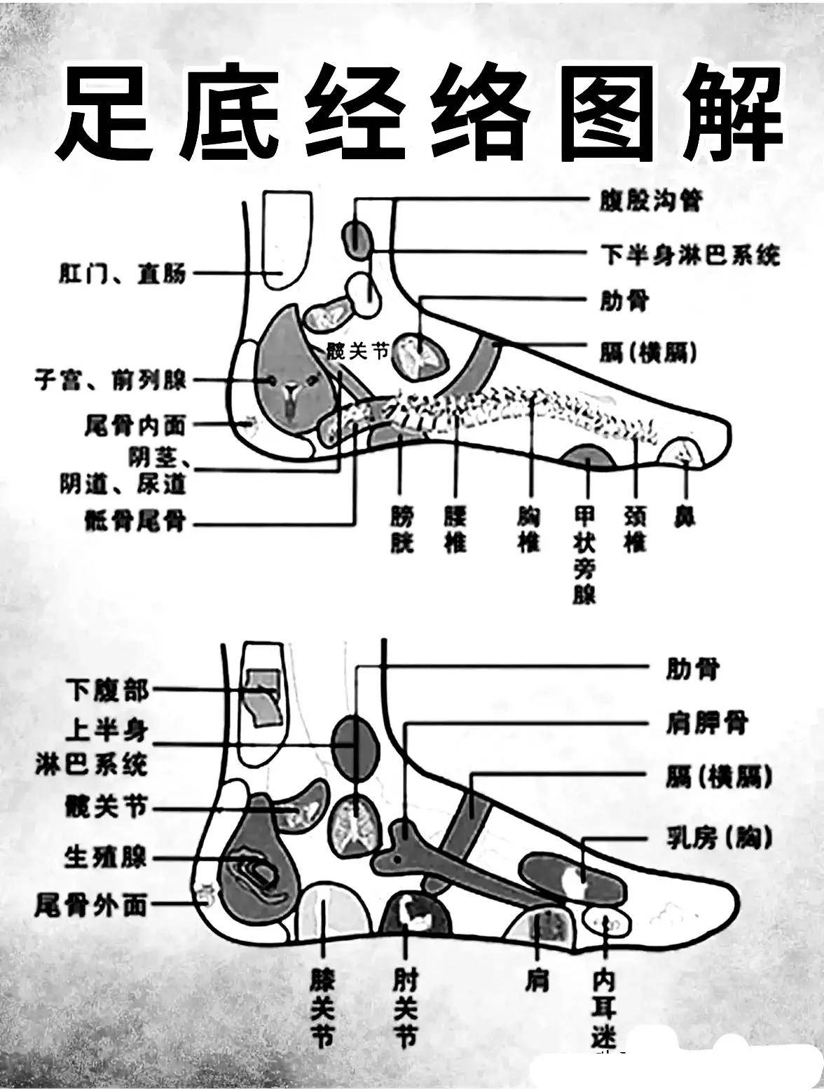 足底经络按摩图解,最实用的养生方法