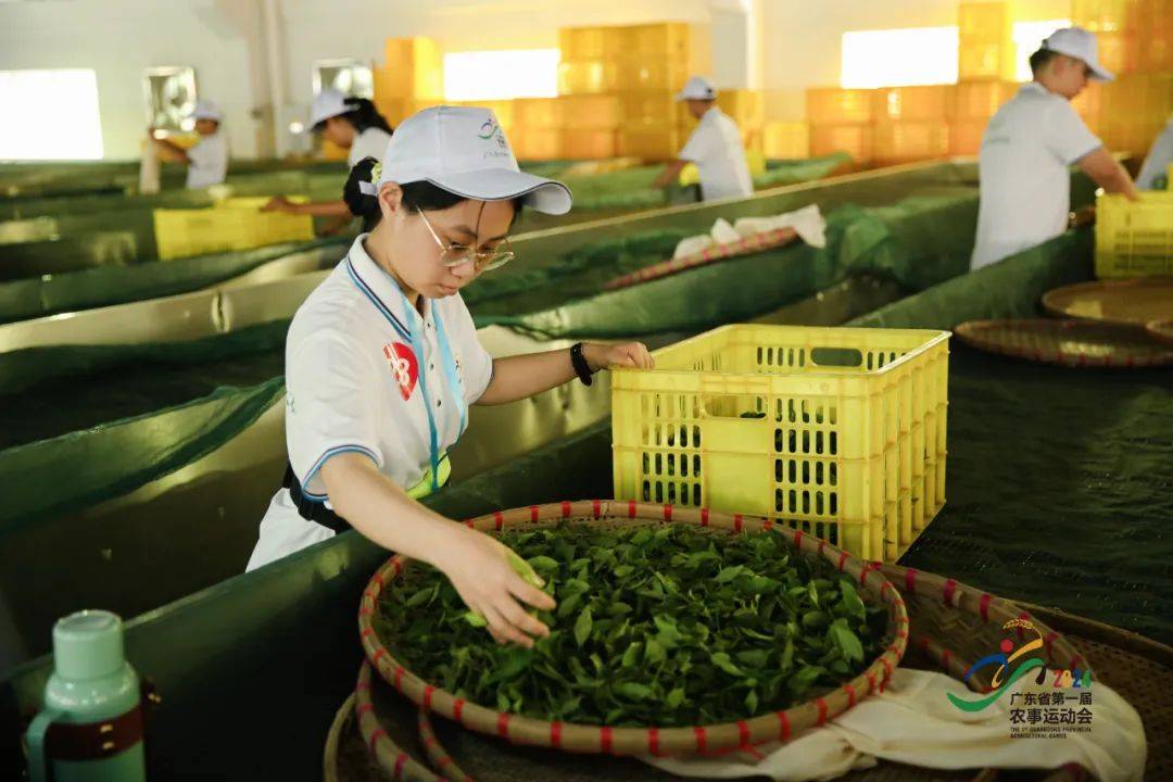 600cc全讯白菜自助注册寻找广东制茶大