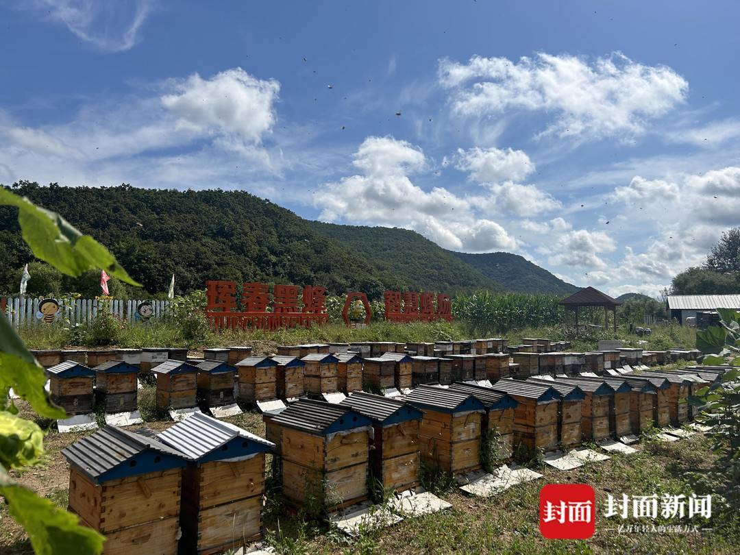 东北虎豹国家公园三周年:分与合,退与进,防与疏 只为重现"众山皆有虎"