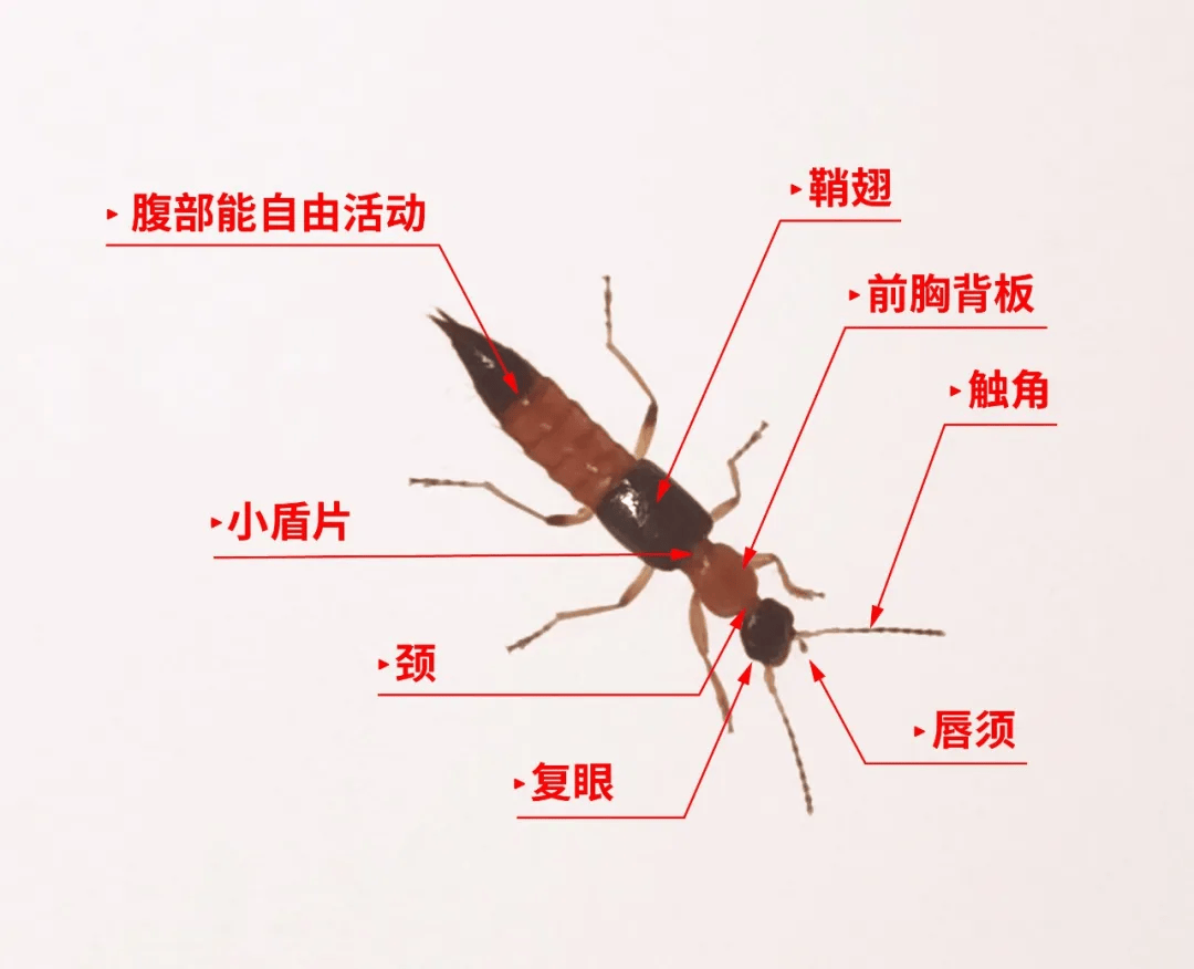 隐翅虫人体图片