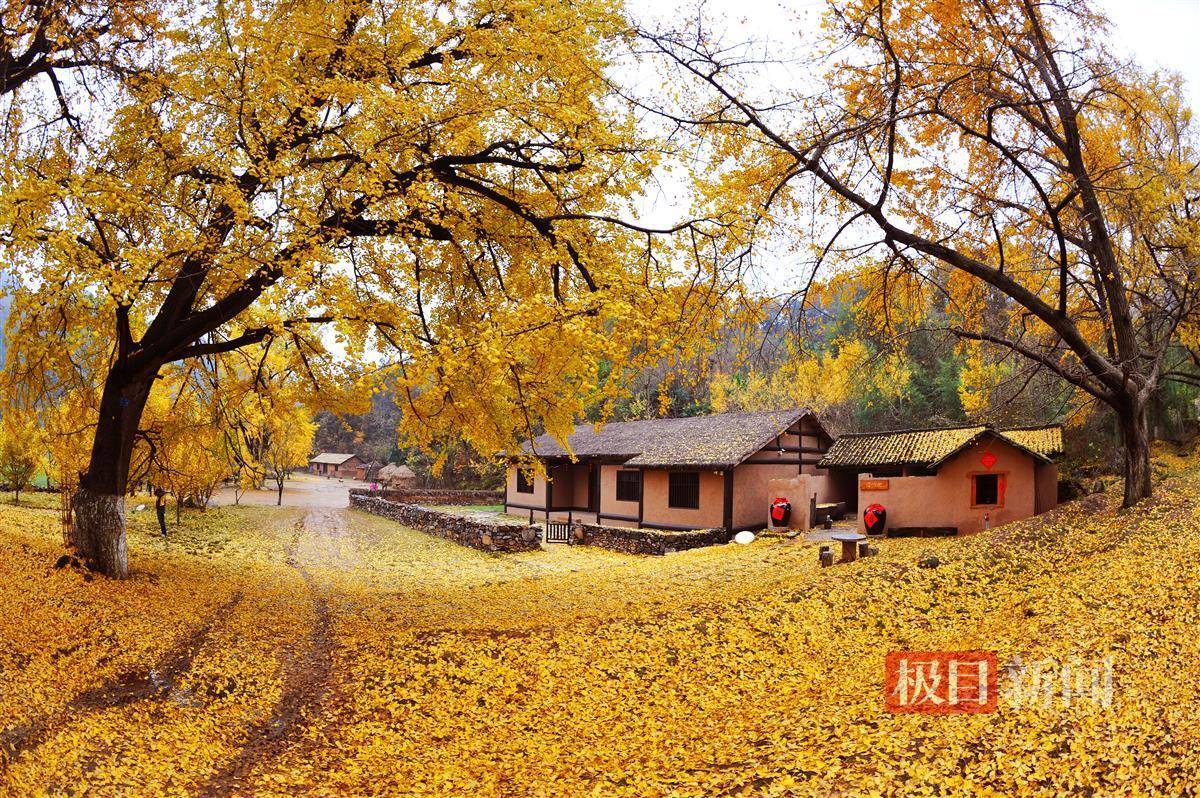 闭园一年后,随州的中国千年银杏谷景区要开园了