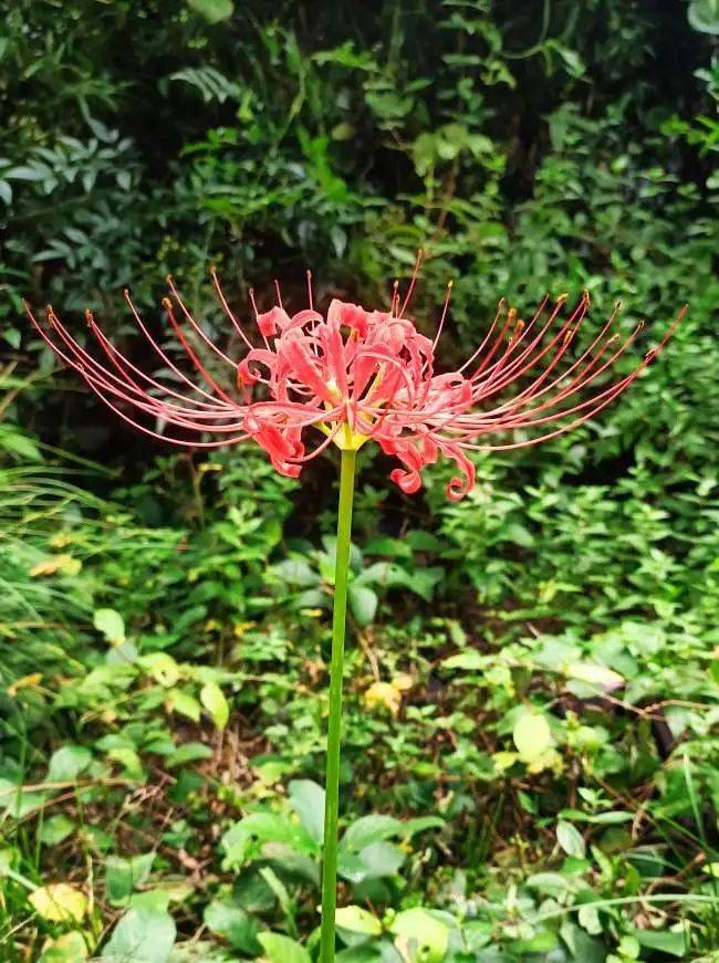 吉首花果山图片