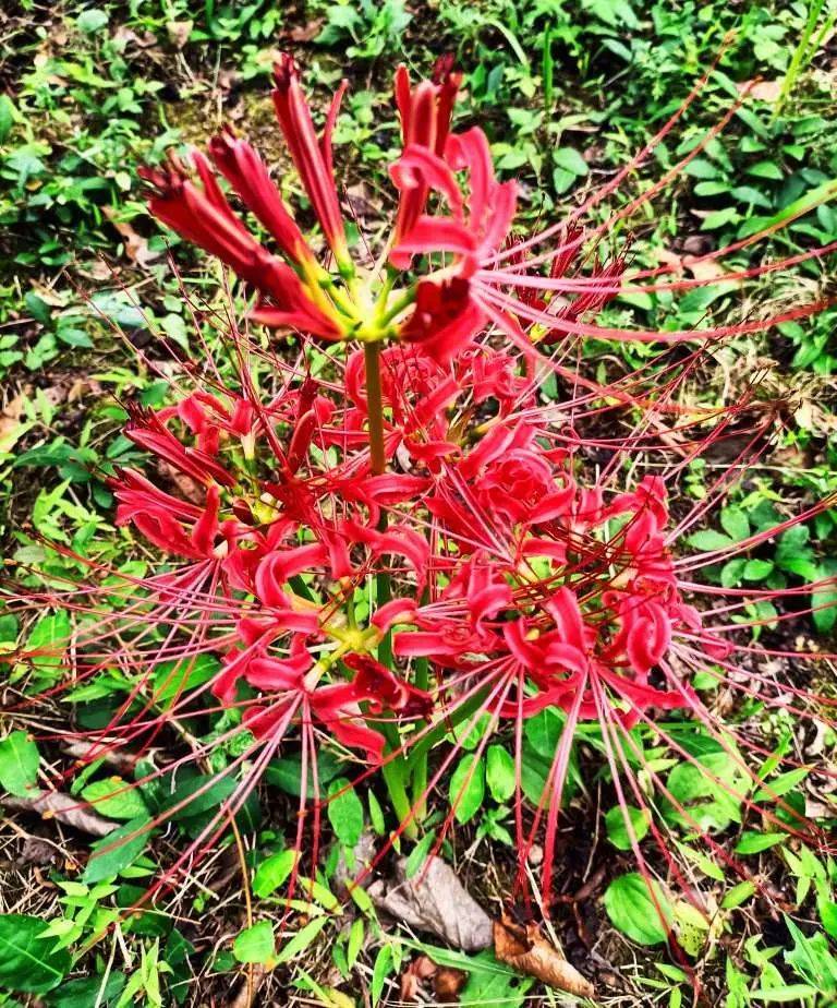 吉首花果山图片