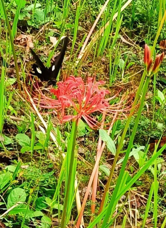 吉首花果山图片