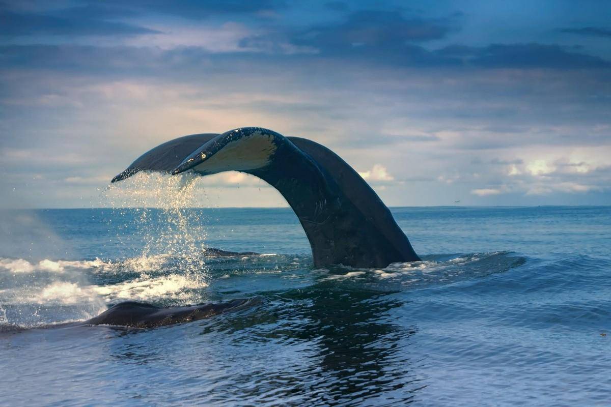 海洋中的生物形态各异