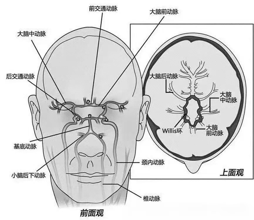 额极动脉图片