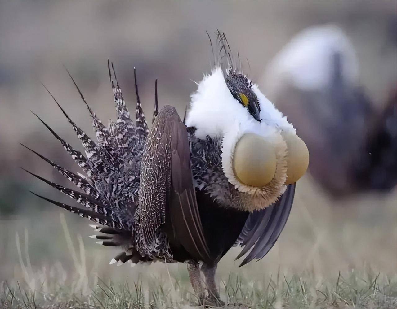 艾草松鸡性感胸肌,"d罩杯"兜不住,求偶时疯狂抖动考验持久力