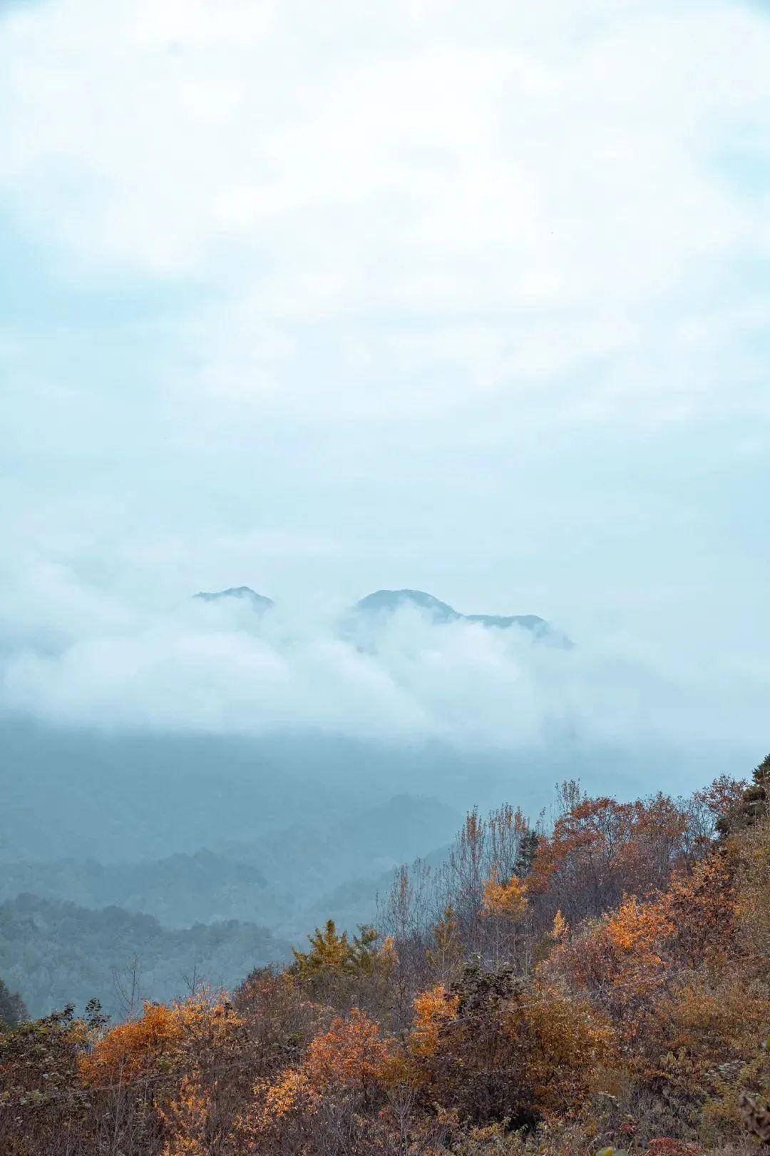 就像一枝自然神笔把紫柏山装扮得五彩缤纷和落叶松的金黄桦树的白