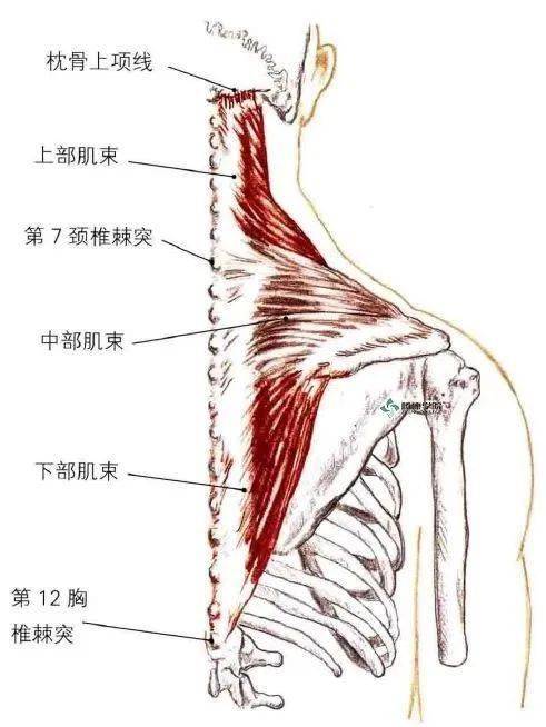 肩颈痹痛人受罪