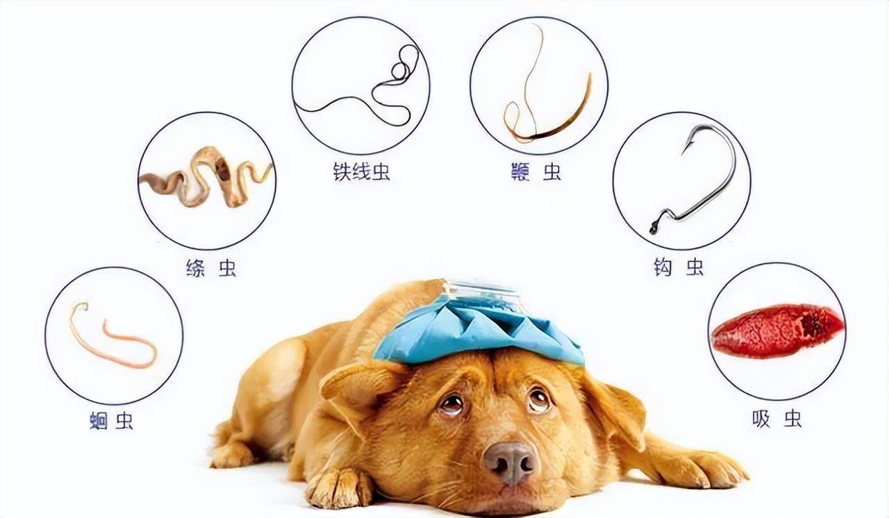 狗狗驱虫最全指南!