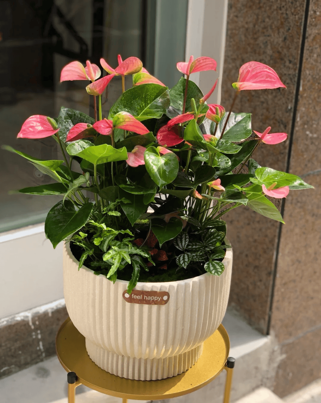8种"阴性花"不喜大太阳,光线差一点,才能呼呼长"开大花"